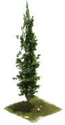 image for Cypress decoration